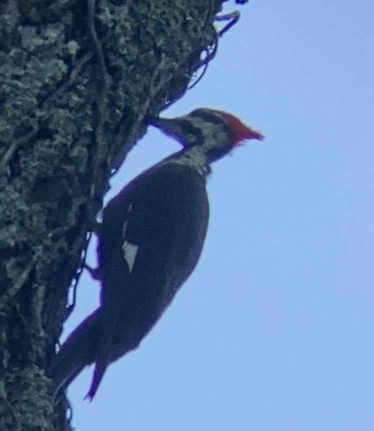 Pileated Woodpecker - ML459038471