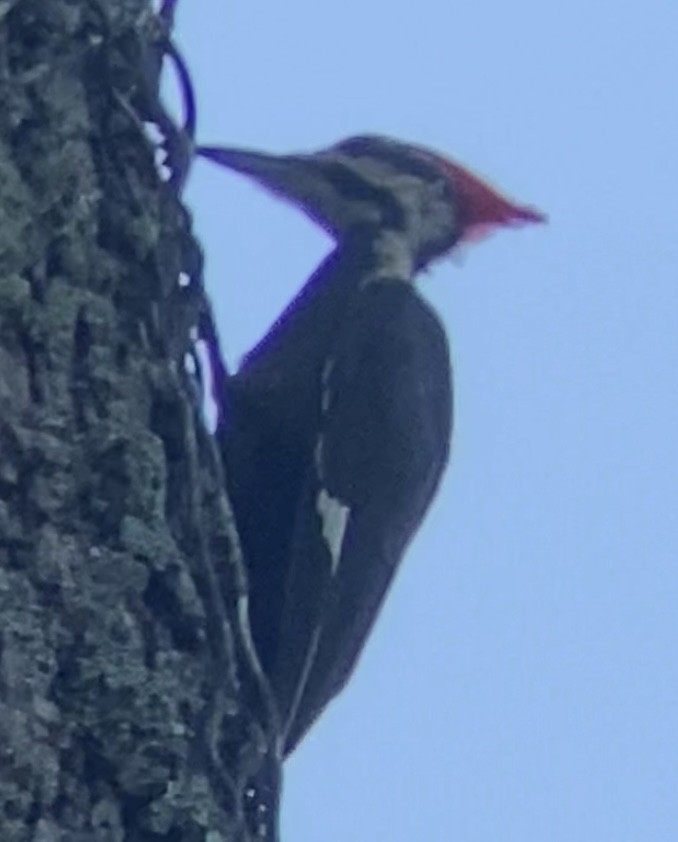 Pileated Woodpecker - ML459038481