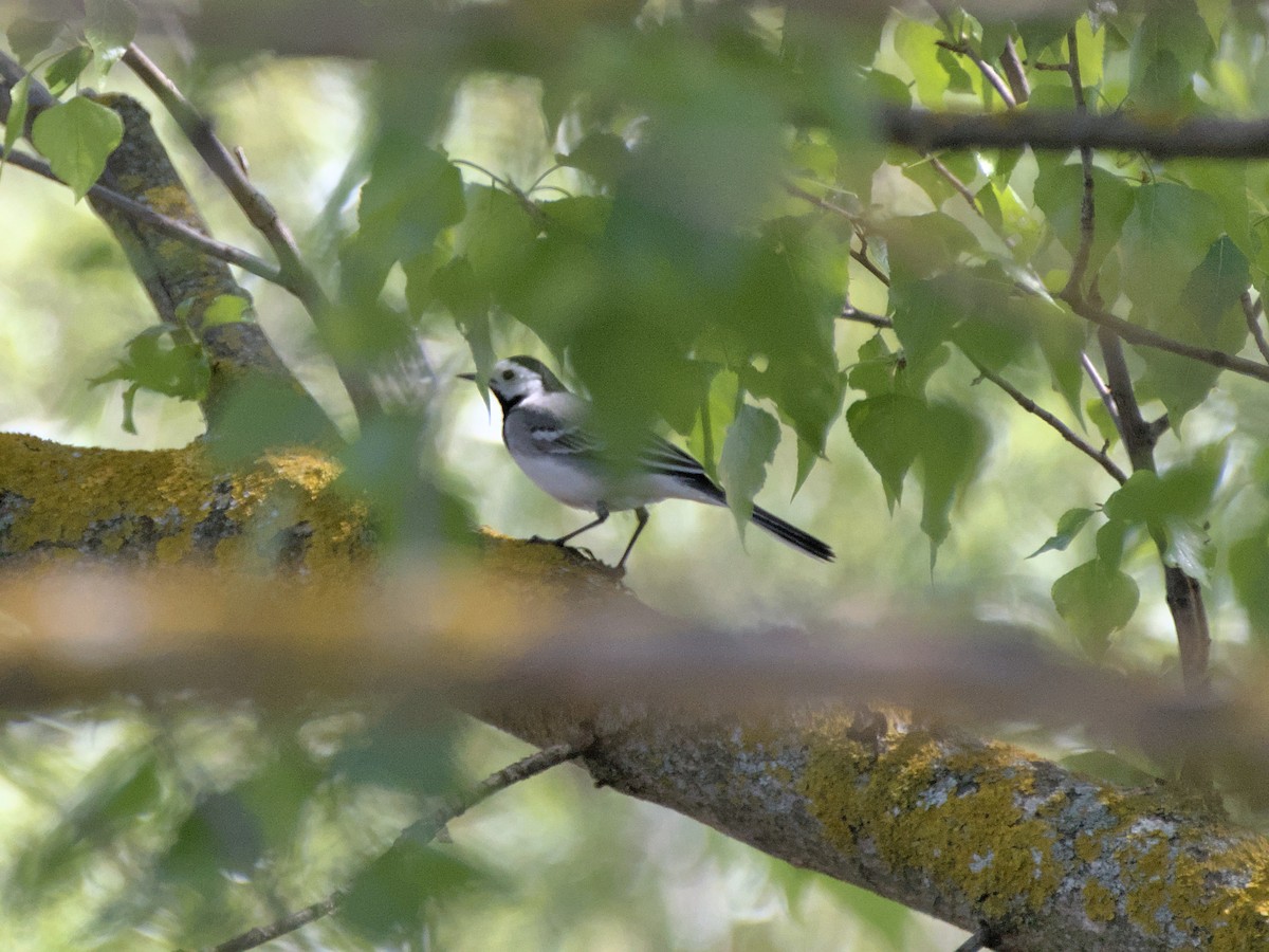 White Wagtail - ML459039501