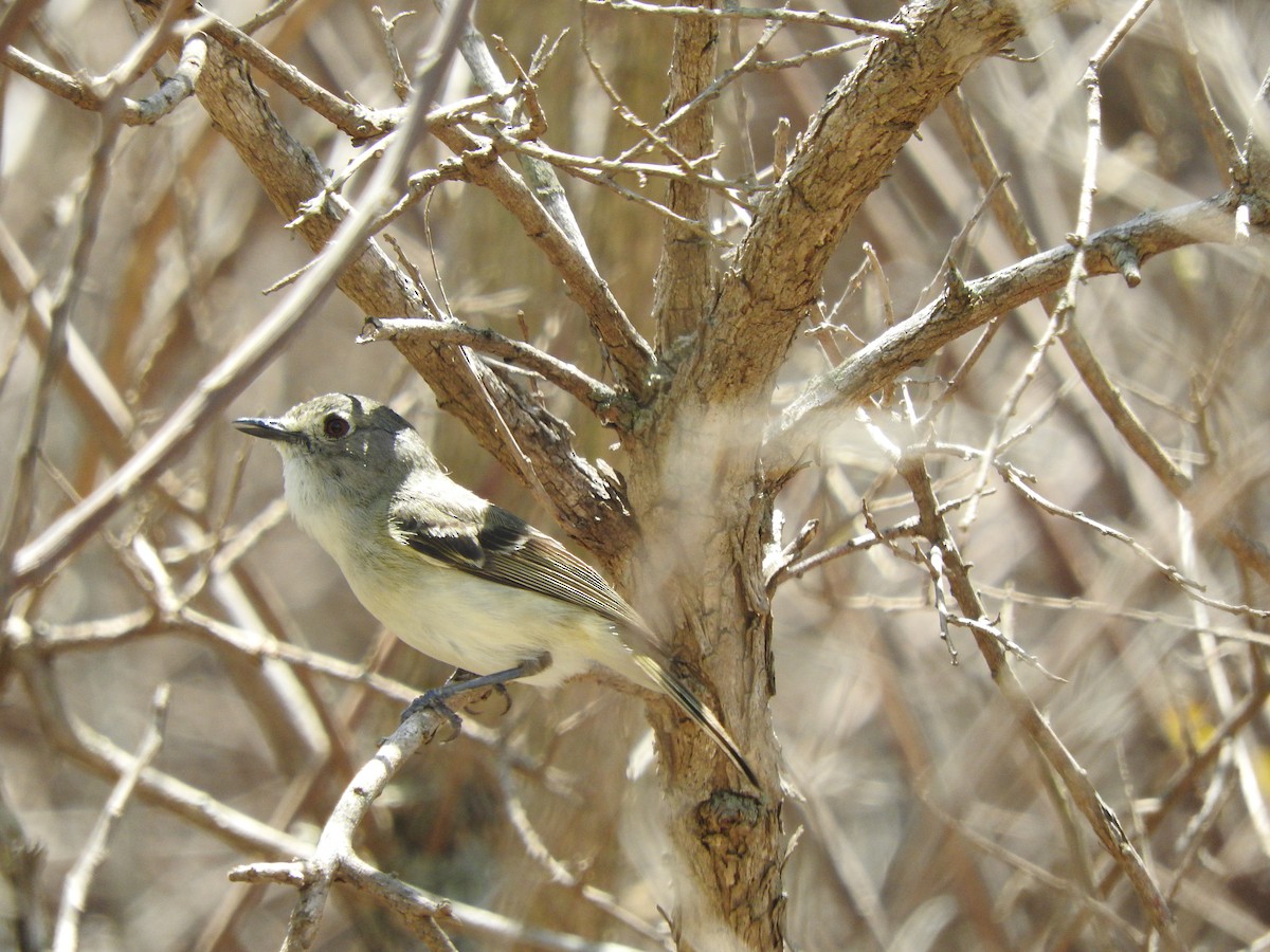 Dwarf Vireo - ML459040611