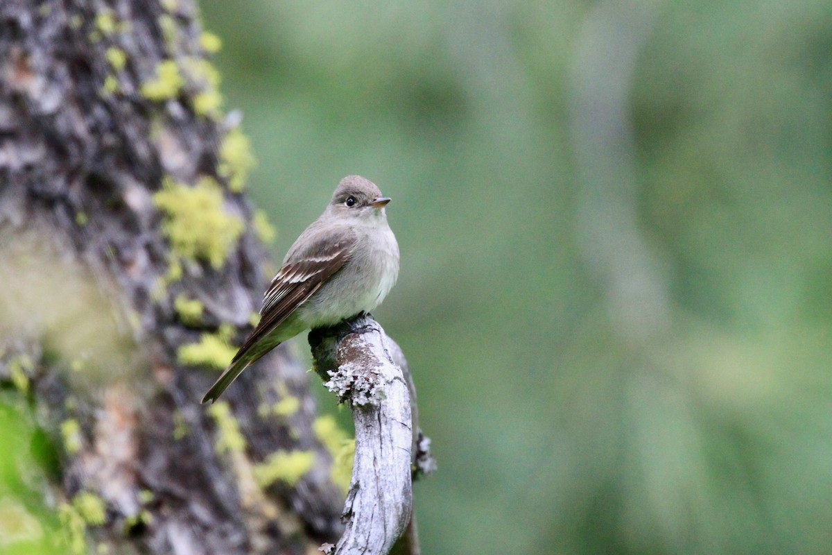 Western Wood-Pewee - Andrew Thomas 🦅🪶