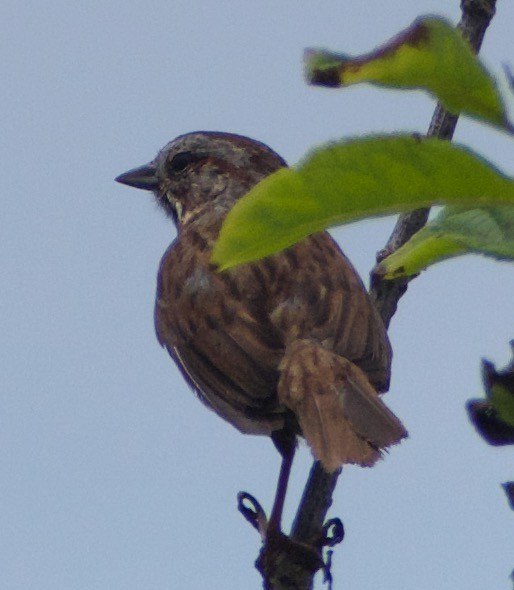 Song Sparrow - ML459041351