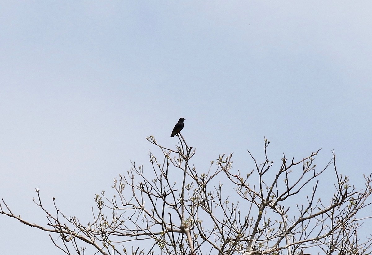 Swallow-winged Puffbird - ML459043841