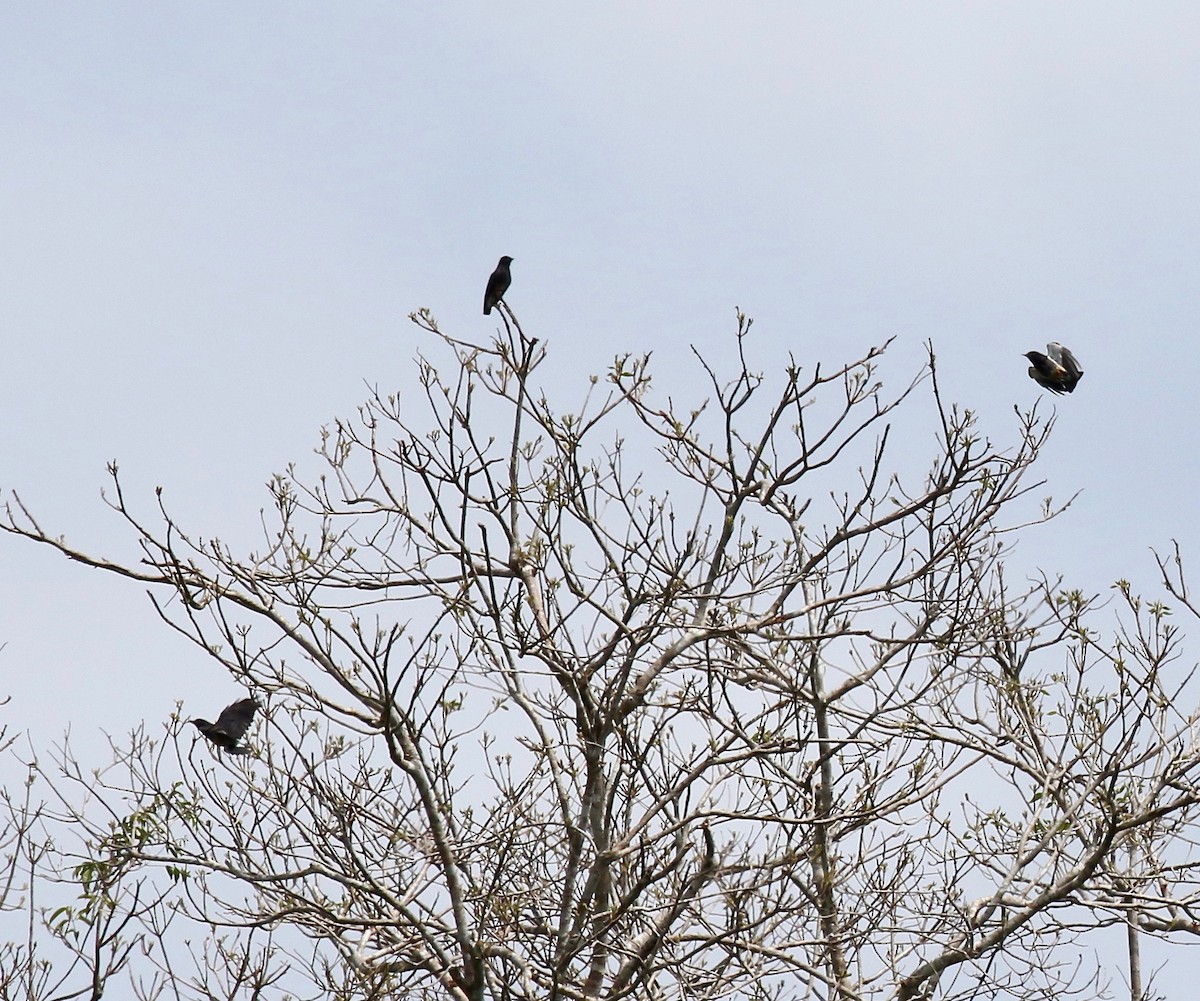 Swallow-winged Puffbird - ML459043871