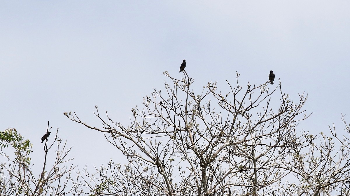 Swallow-winged Puffbird - ML459043891