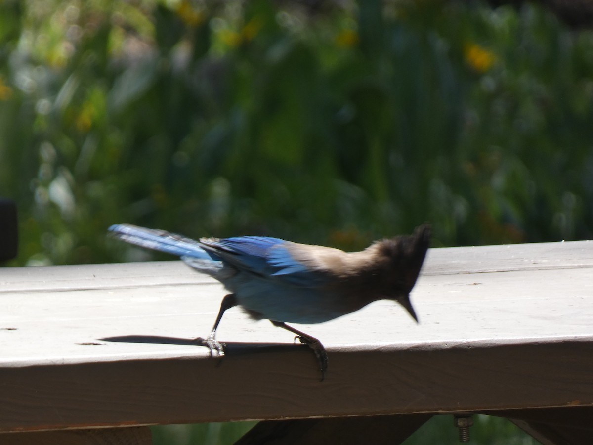 Steller's Jay - ML459047491