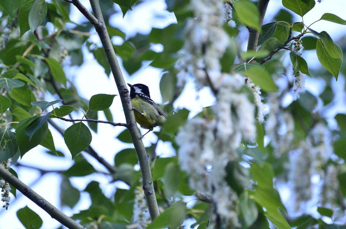 Yellow-bellied Tit - ML459047531