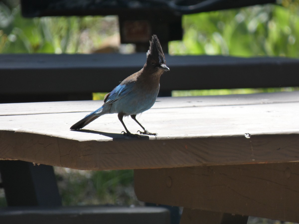 Steller's Jay - ML459047551