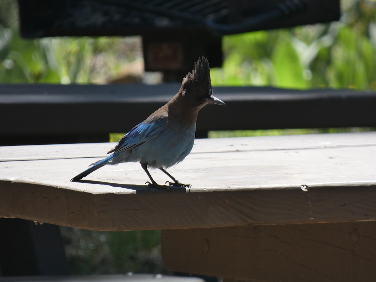 Steller's Jay - ML459047791