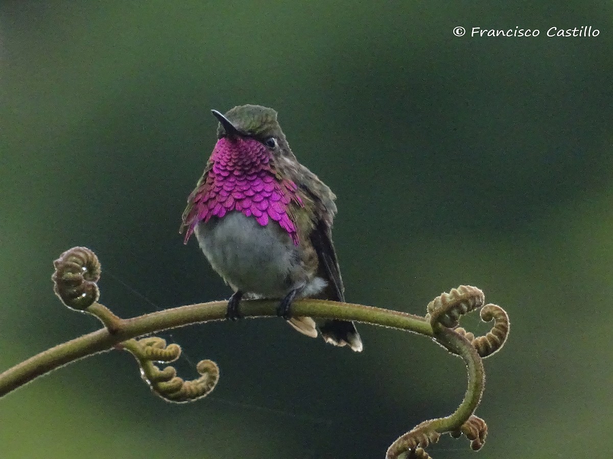 Wine-throated Hummingbird - Francisco  Castillo
