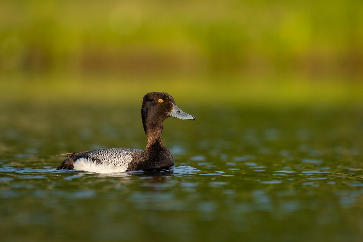 Lesser Scaup - ML459049621