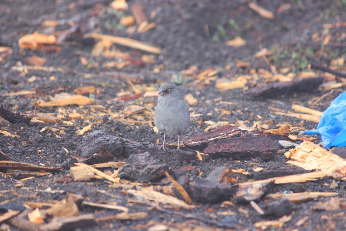 Junco aux yeux jaunes - ML459049911