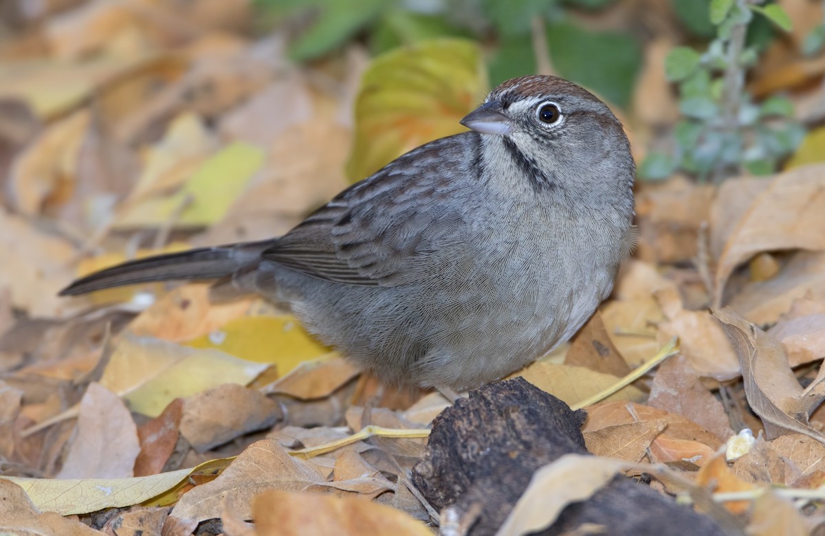 Rufous-crowned Sparrow - ML459050481