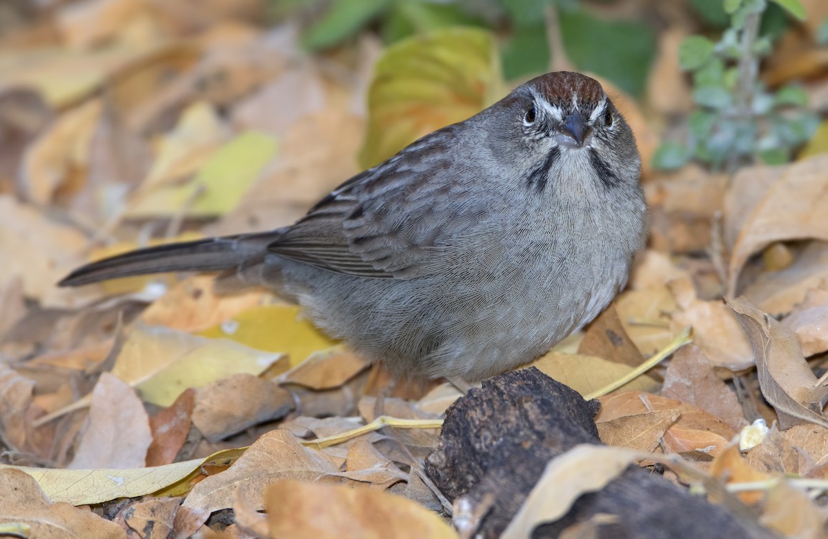 Rufous-crowned Sparrow - ML459050491