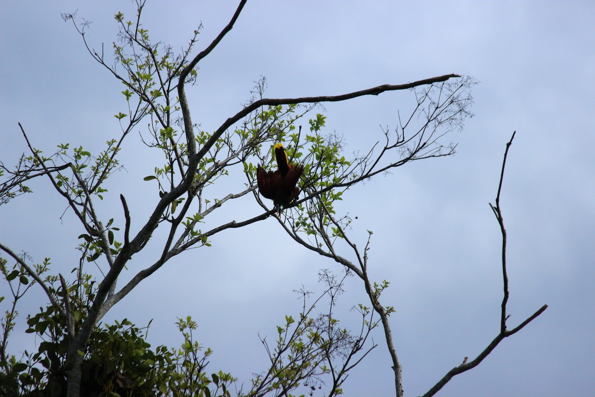 Cassique de Montezuma - ML459051031