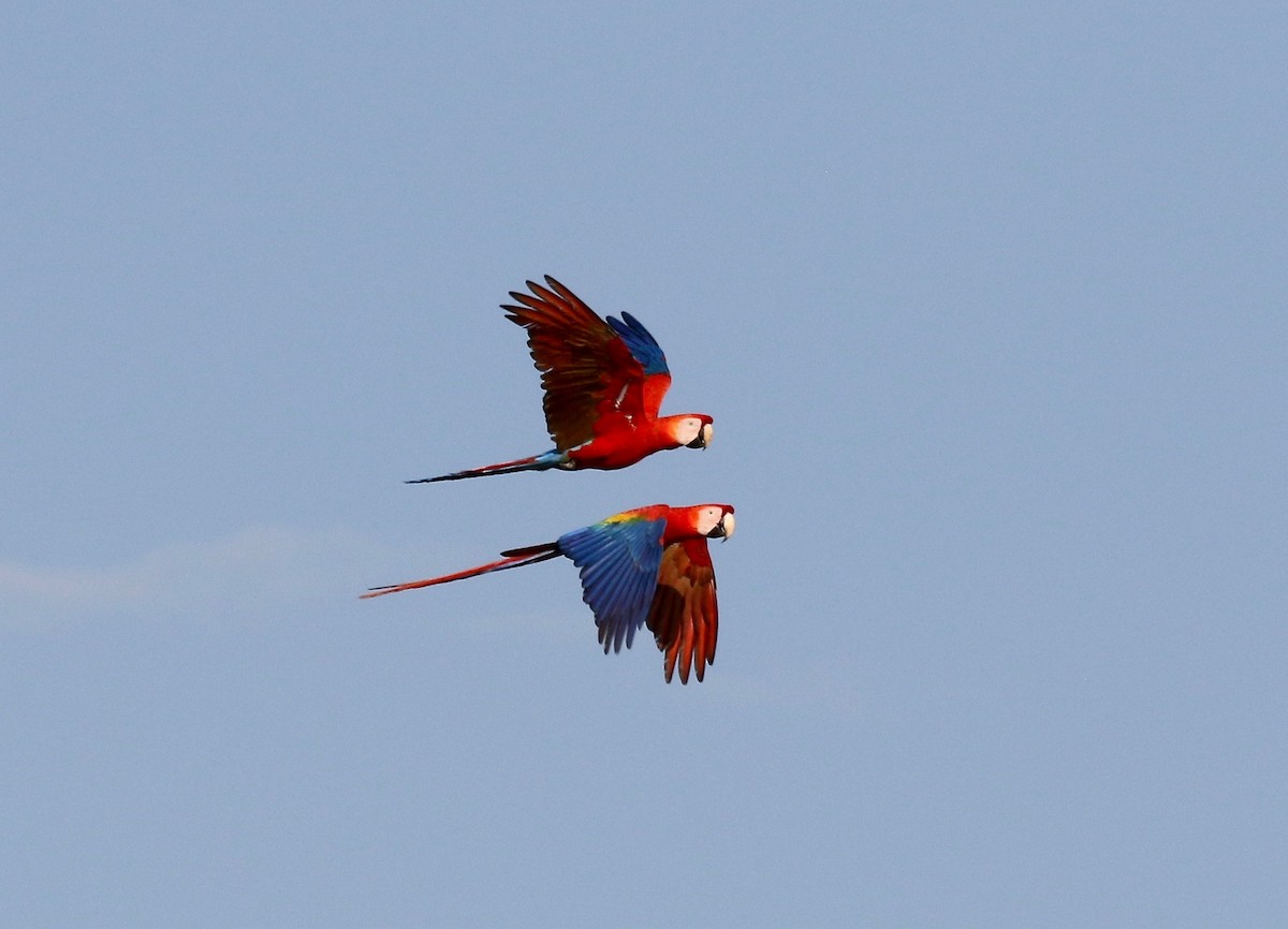 Scarlet Macaw - ML459051971