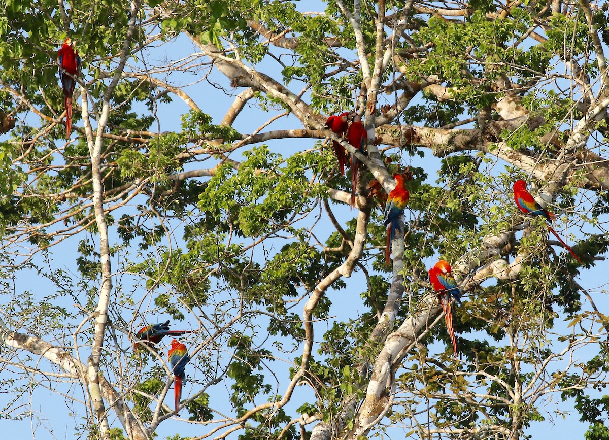 Scarlet Macaw - ML459052121