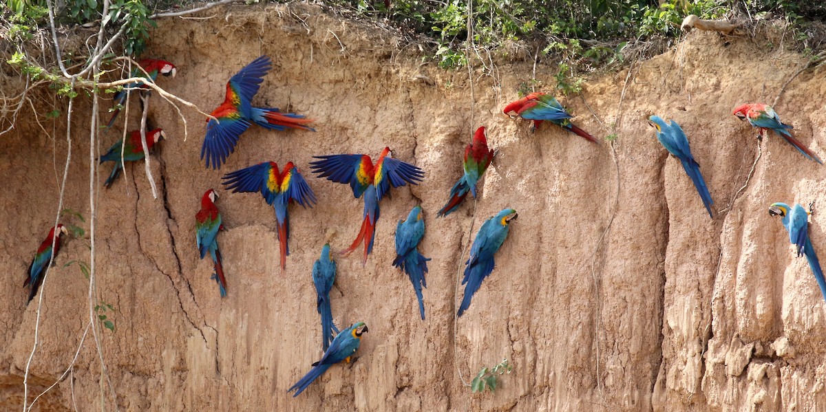 Scarlet Macaw - Sandy Vorpahl