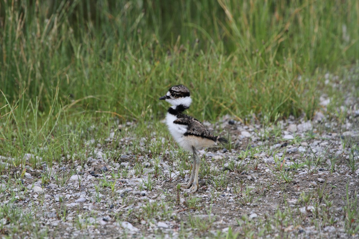 Killdeer - ML459052411