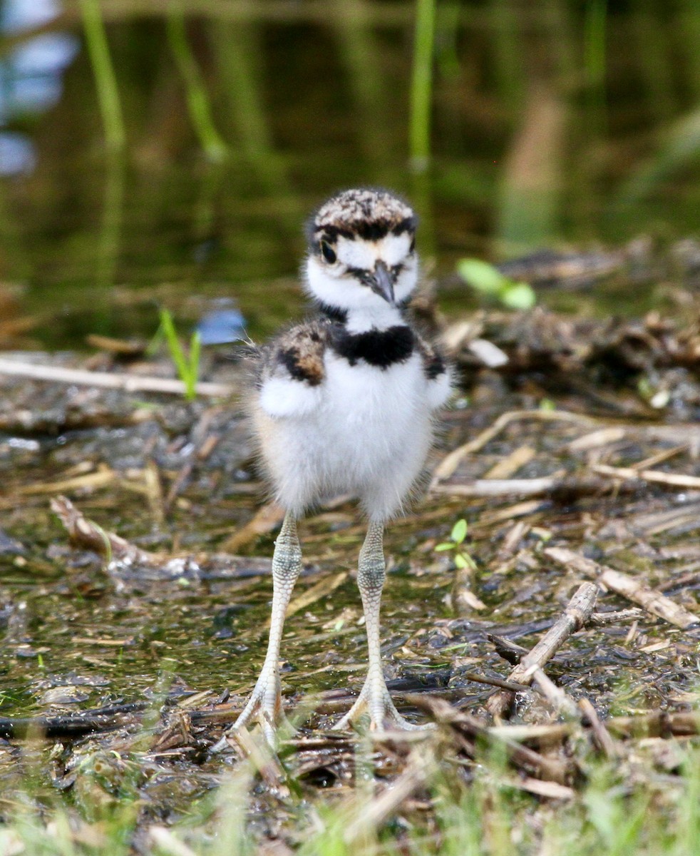 Killdeer - ML459052461