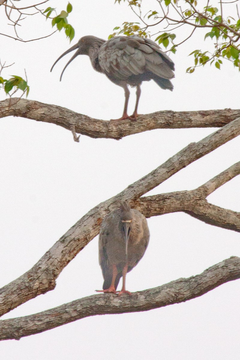 Plumbeous Ibis - ML459052471