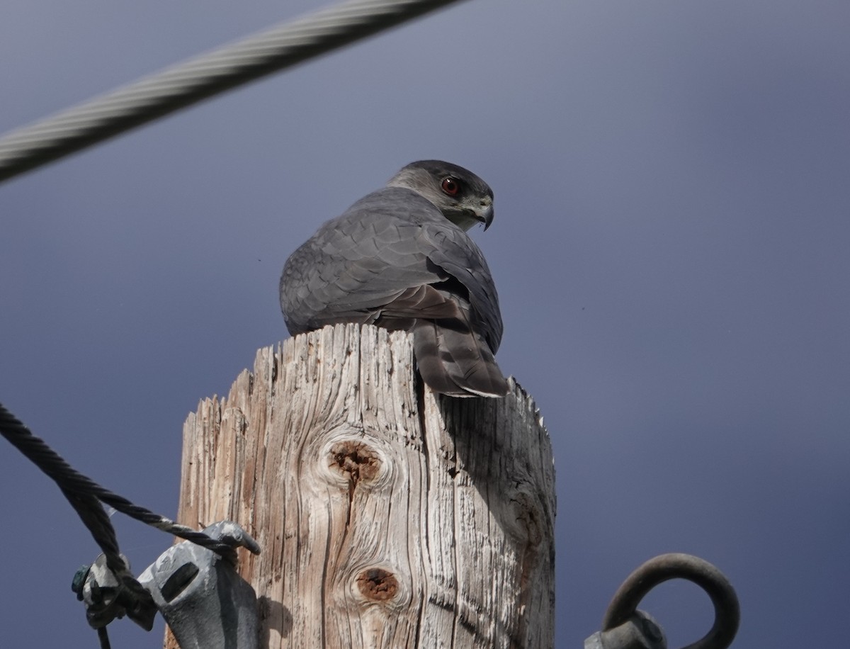 Cooper's Hawk - Jennifer Morrow