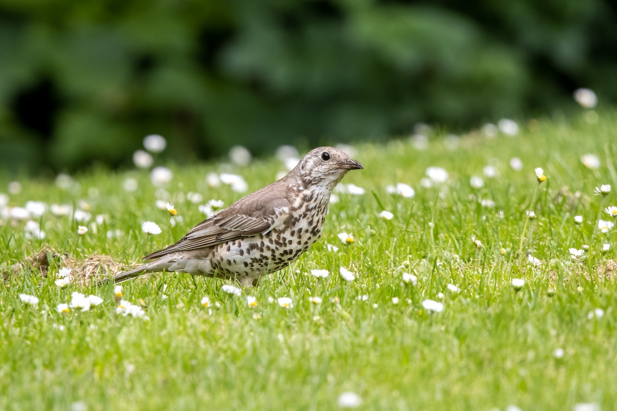 Mistle Thrush - Kalpesh Krishna