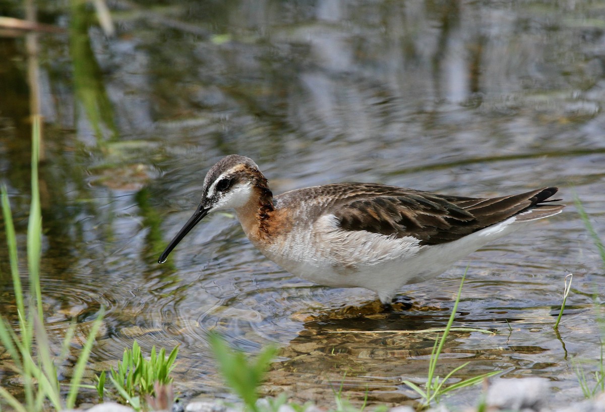 Wilson's Phalarope - ML459053431