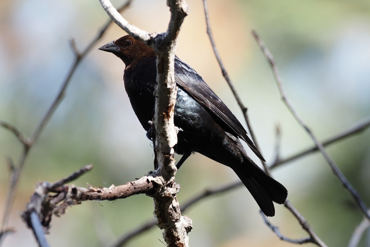 Brown-headed Cowbird - ML459053691