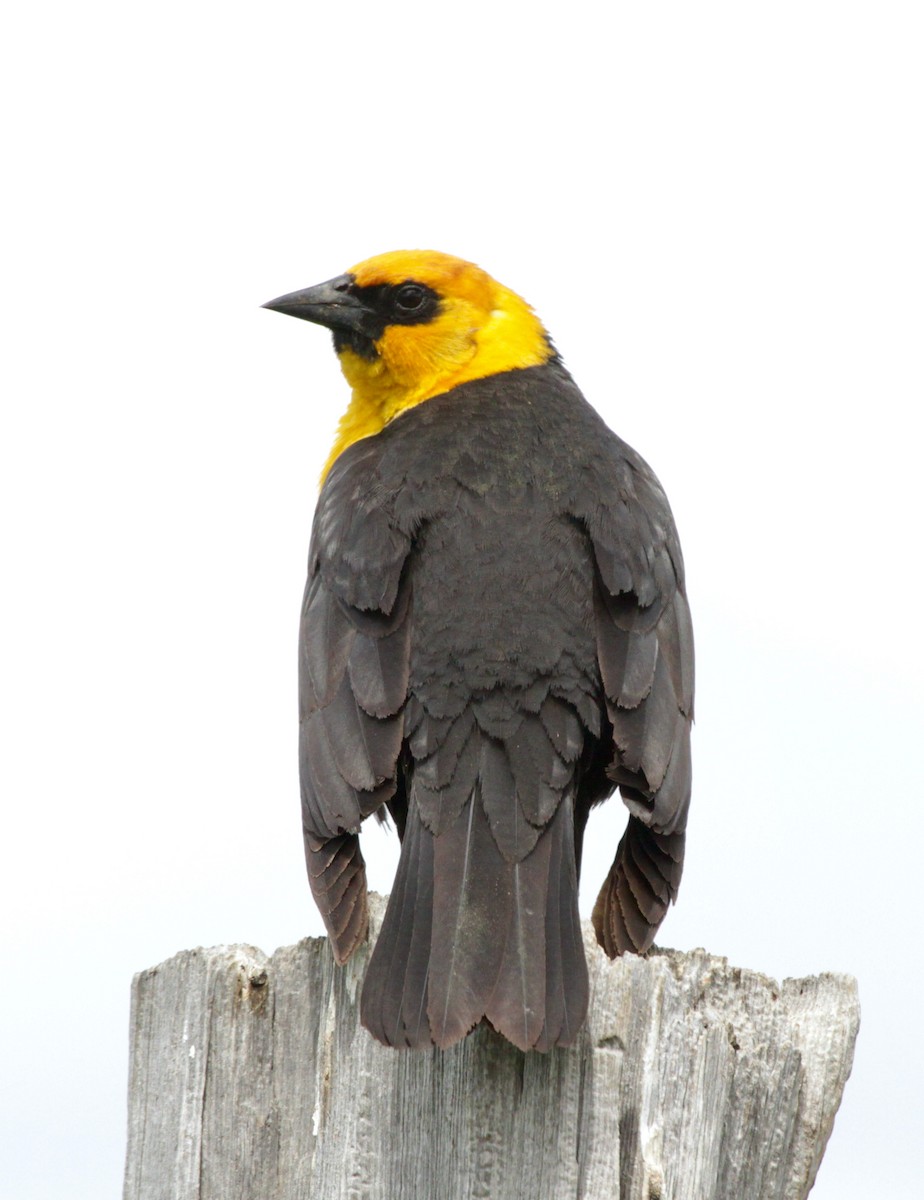 Yellow-headed Blackbird - ML459054551
