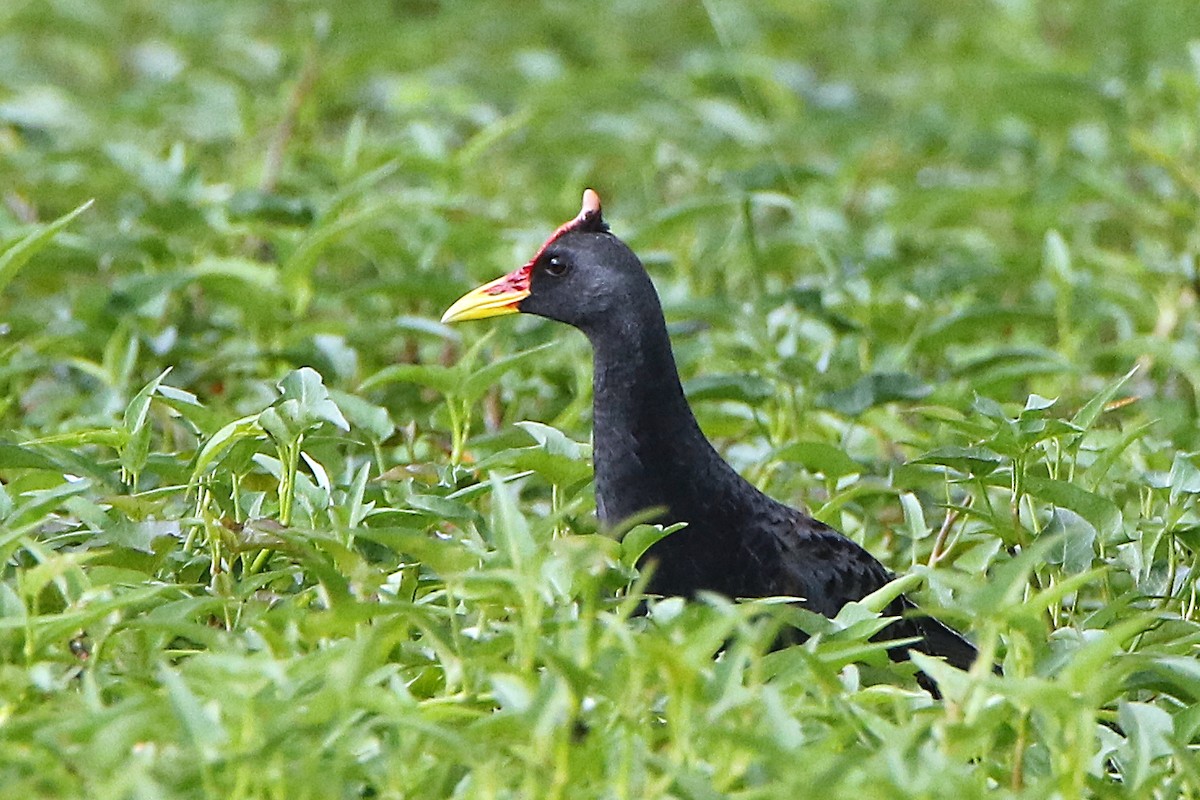Watercock - Mehul patel