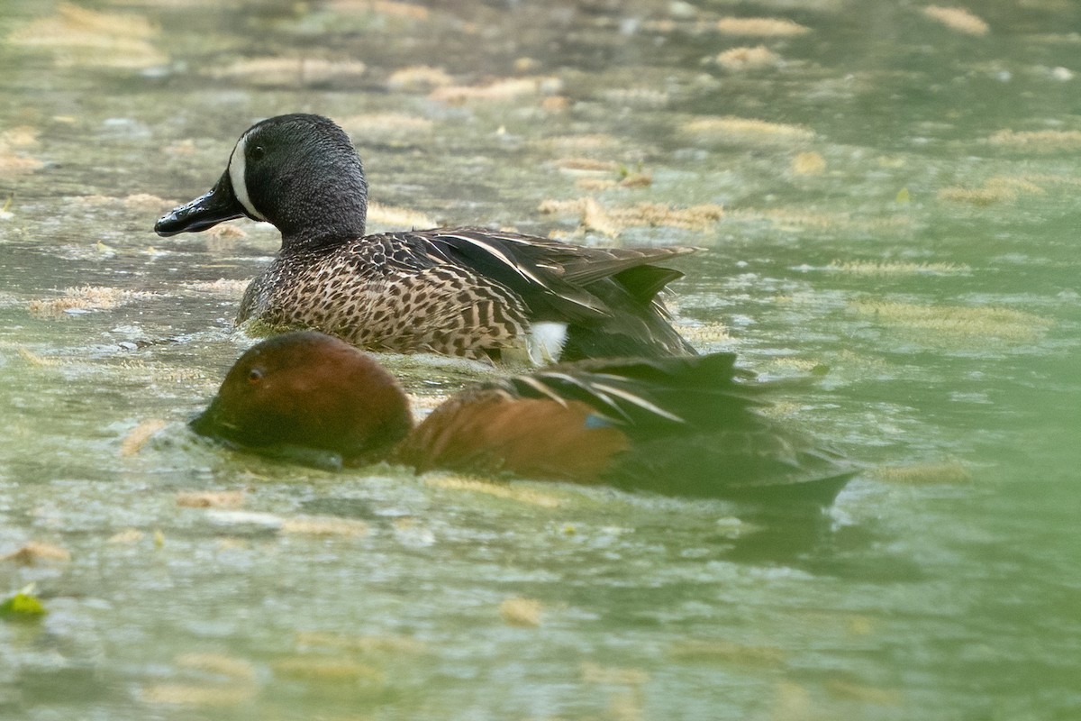 Blue-winged Teal - ML459058321