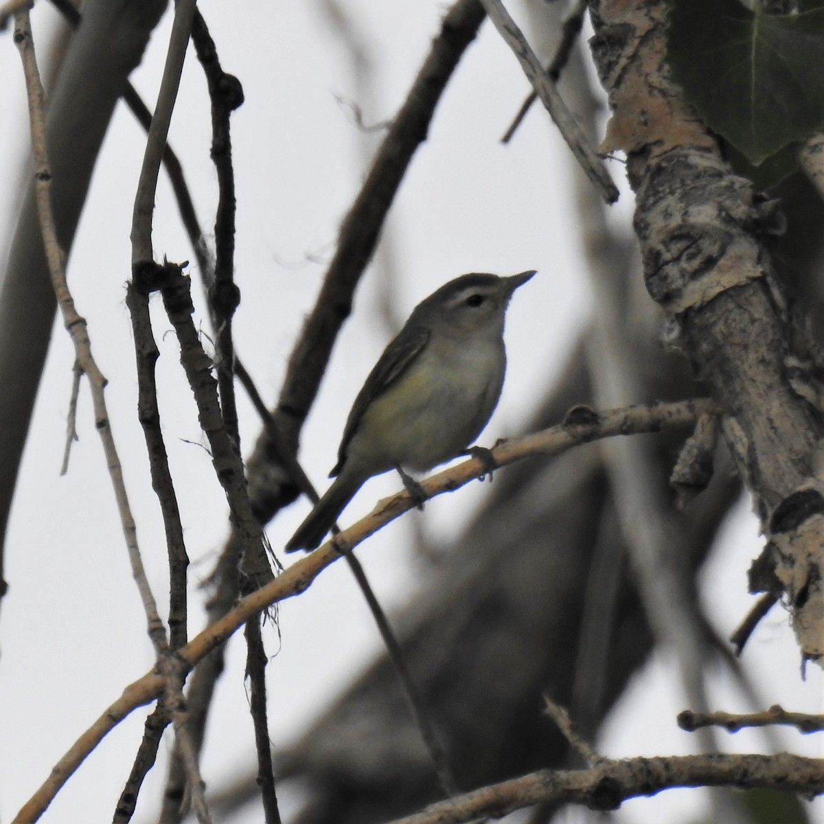 Warbling Vireo - ML459058881