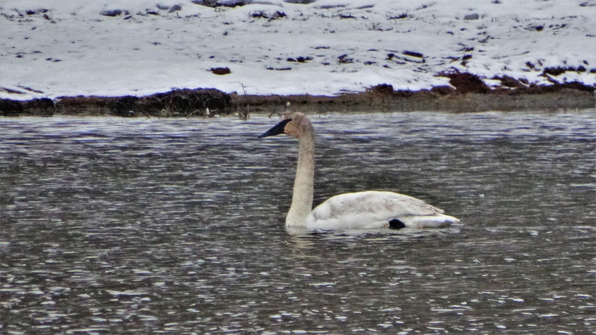 Trumpeter Swan - ML459059871