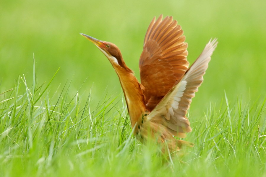 Cinnamon Bittern - ML459060471