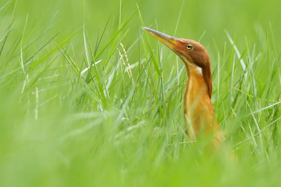 Cinnamon Bittern - ML459060511