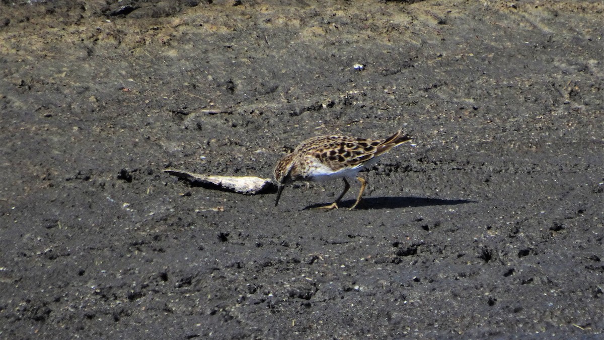 Least Sandpiper - ML459062651