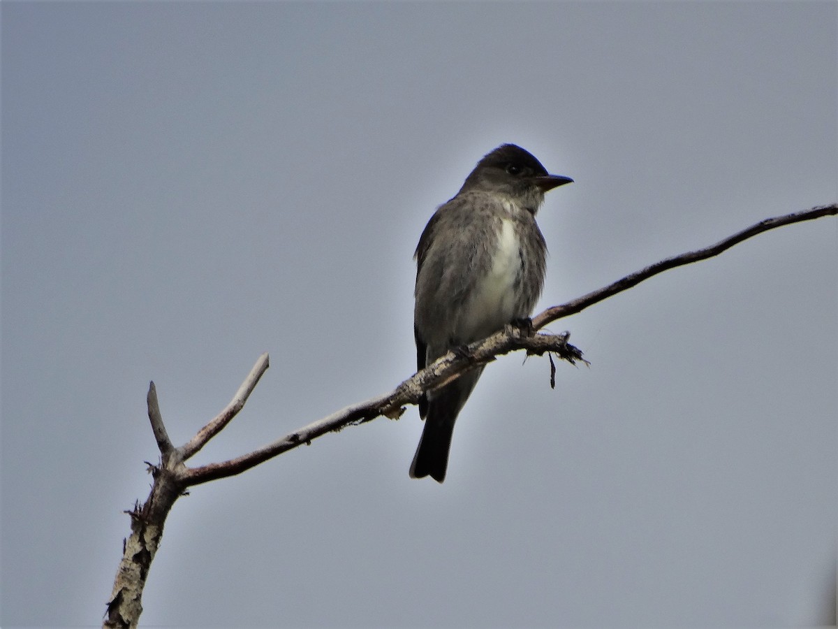 Olive-sided Flycatcher - Mike Russum
