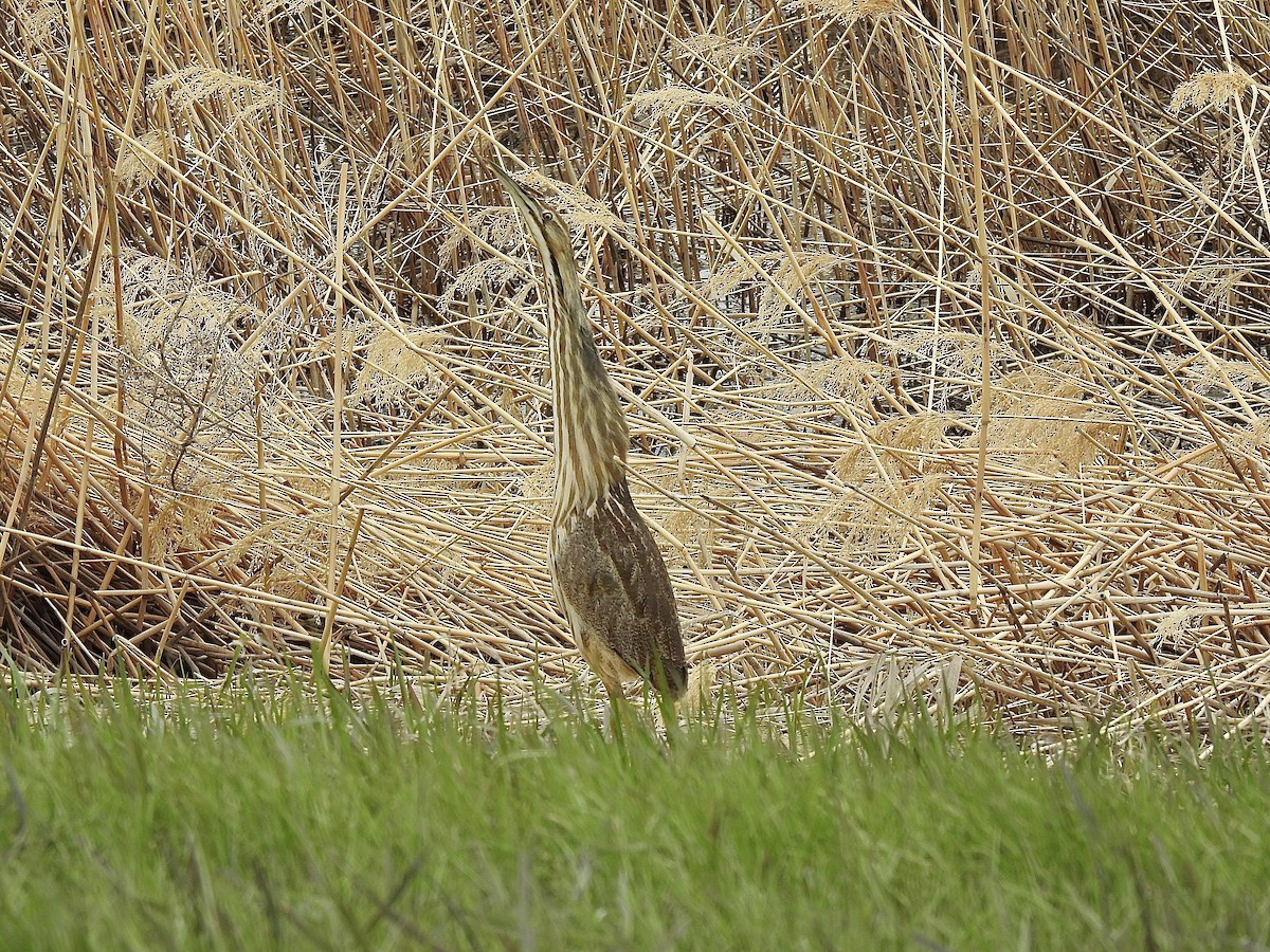 American Bittern - Sharlane Toole