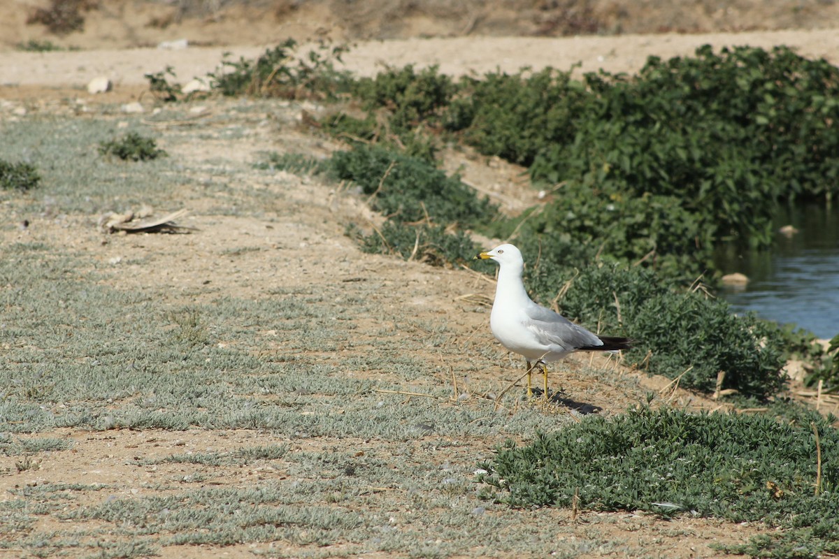 Ring-billed Gull - ML459063941