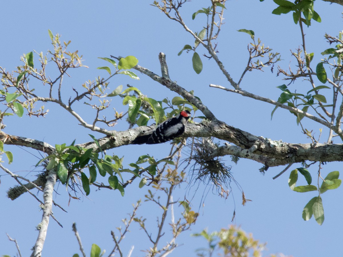 Downy Woodpecker - ML459063951