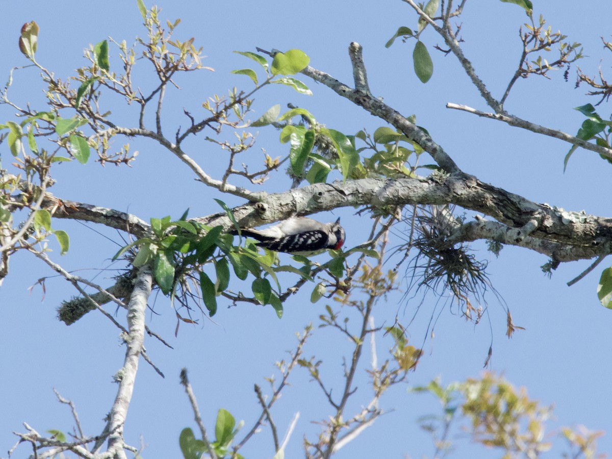 Downy Woodpecker - ML459063961