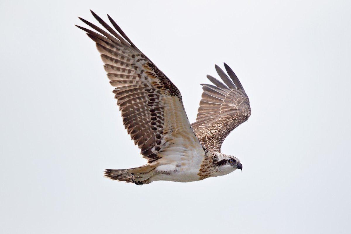 Osprey - ML459064341