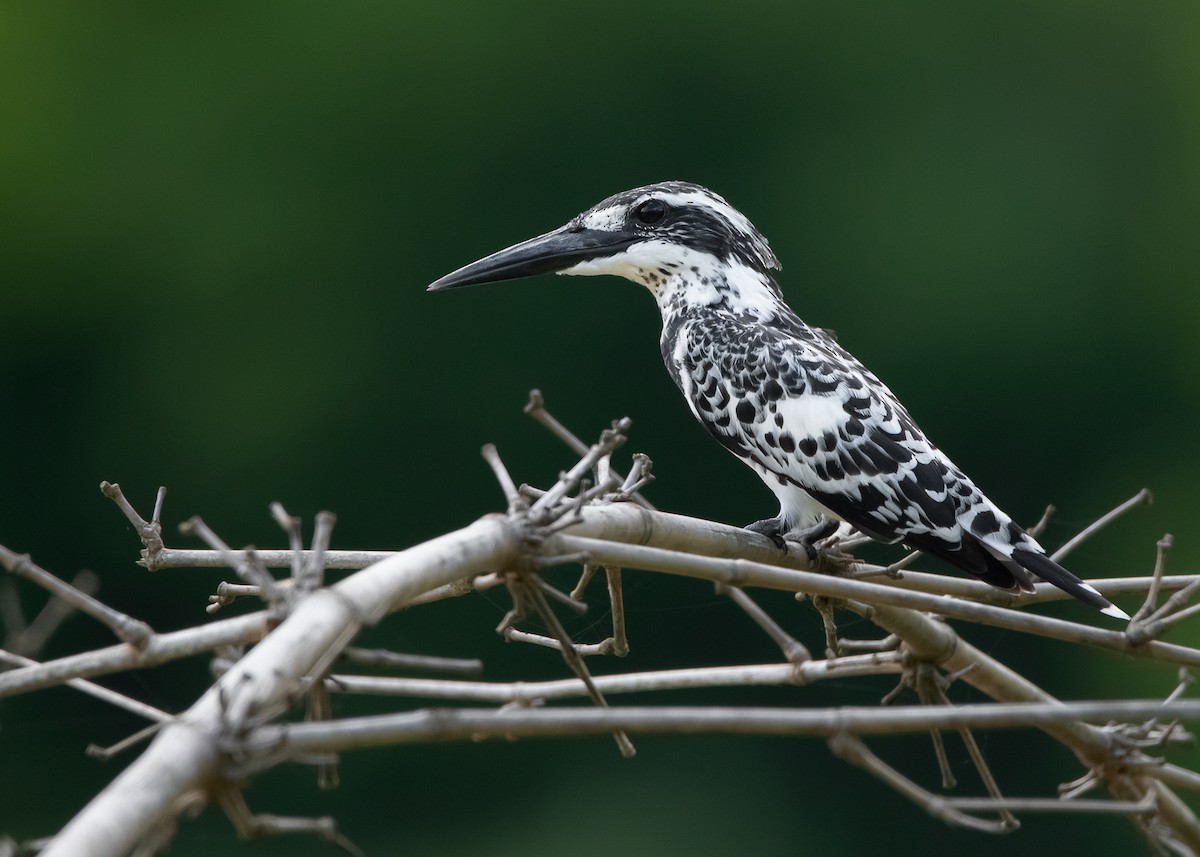 Pied Kingfisher - Ayuwat Jearwattanakanok