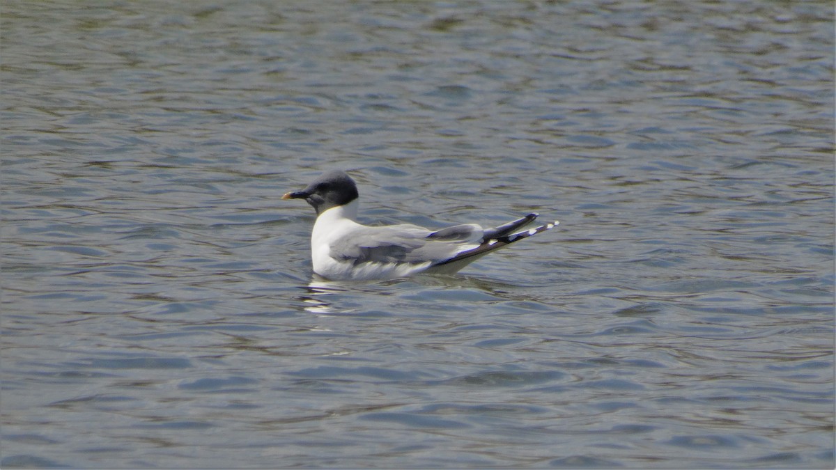 Gaviota de Sabine - ML459064571