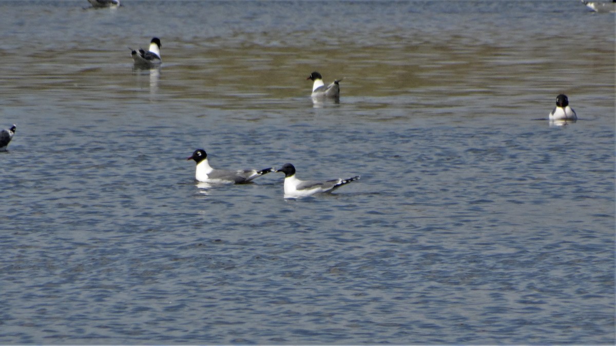 Sabine's Gull - ML459064581