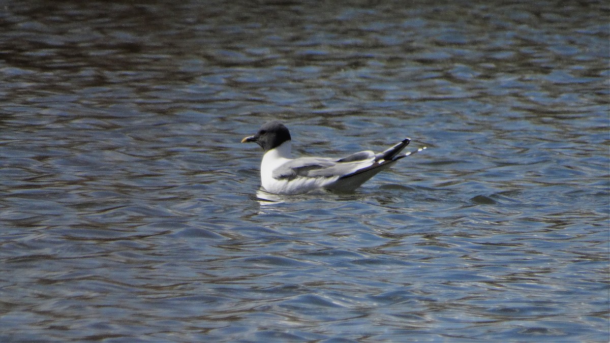 Mouette de Sabine - ML459064611