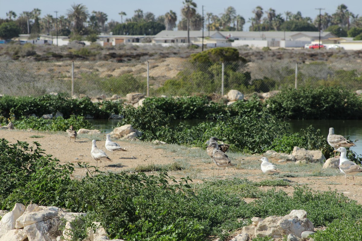 Ring-billed Gull - Sara Alcalá Jiménez