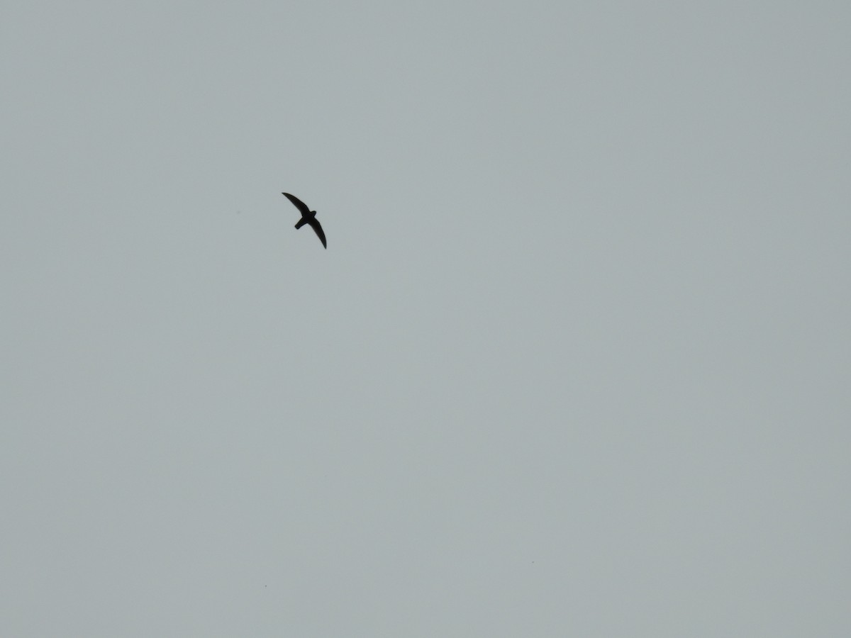 Black Swift - ML459065951