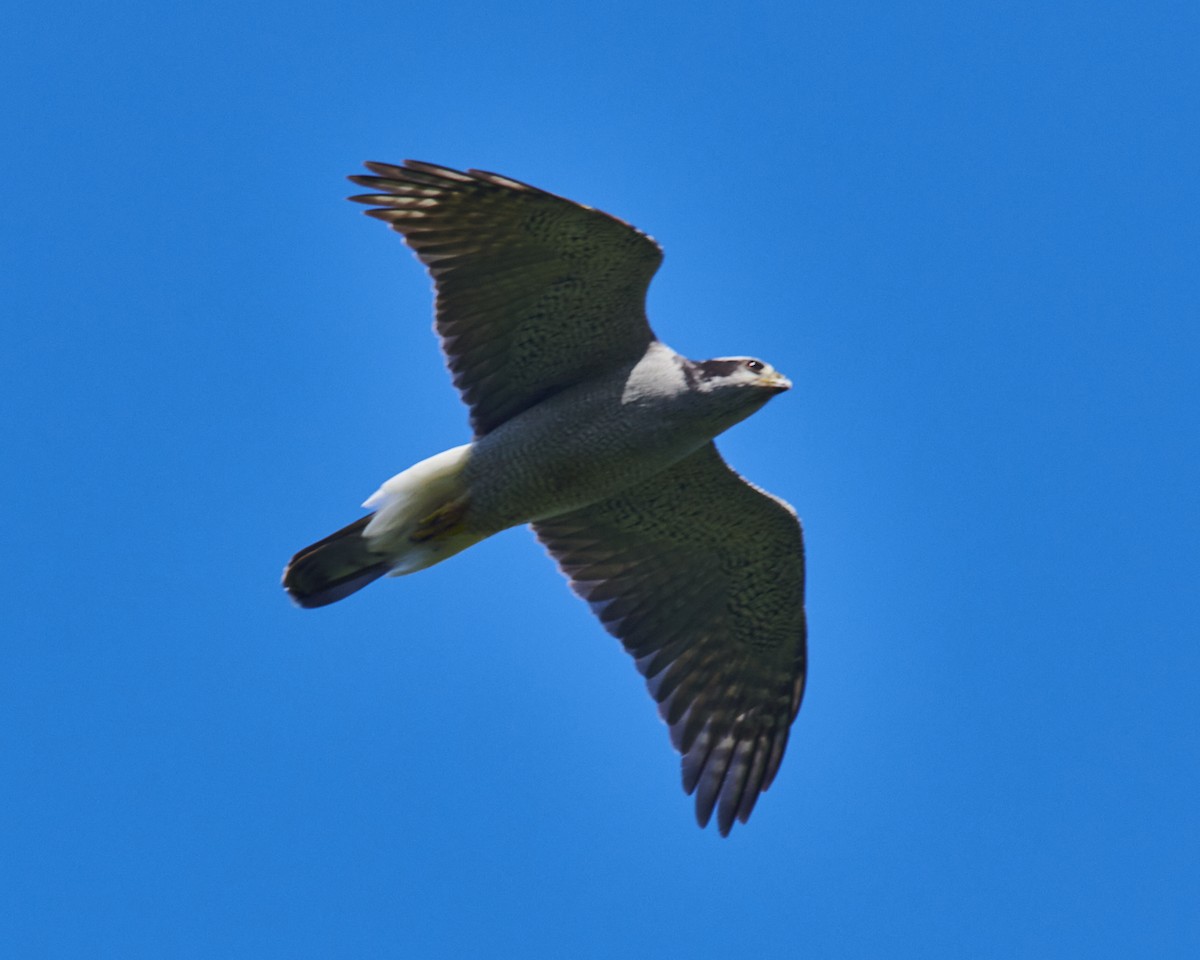 American Goshawk - ML459066301